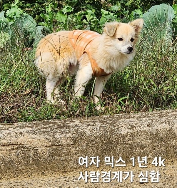믹스견 이미지 파일 입니다.