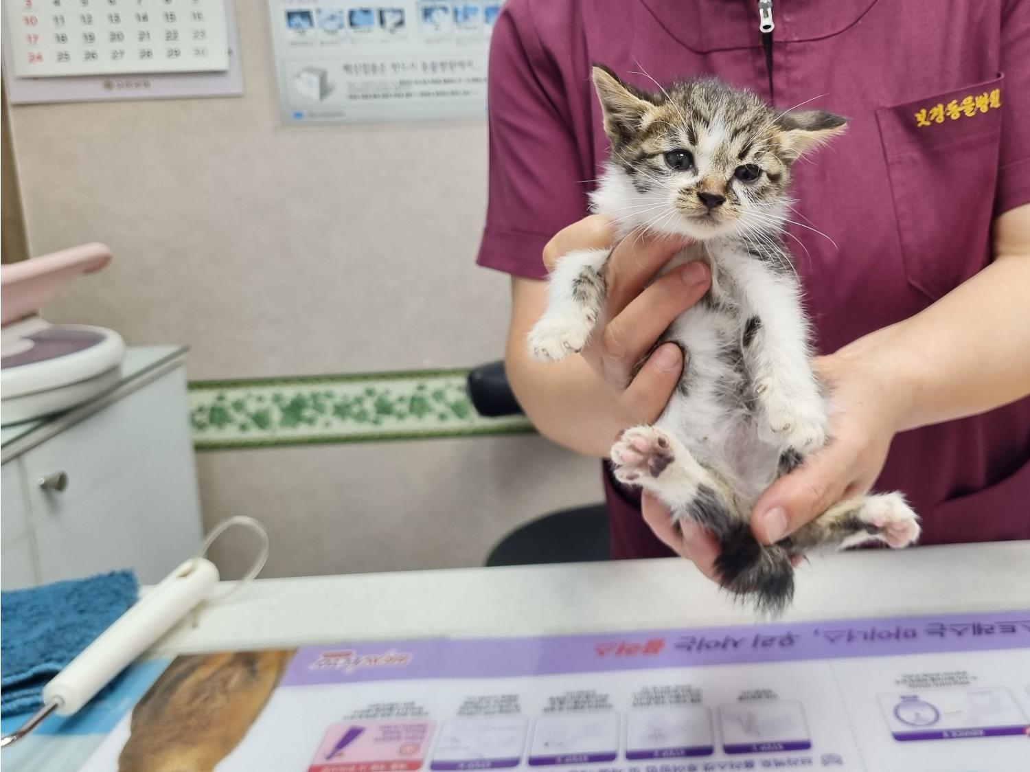 한국 고양이 이미지 파일 입니다.