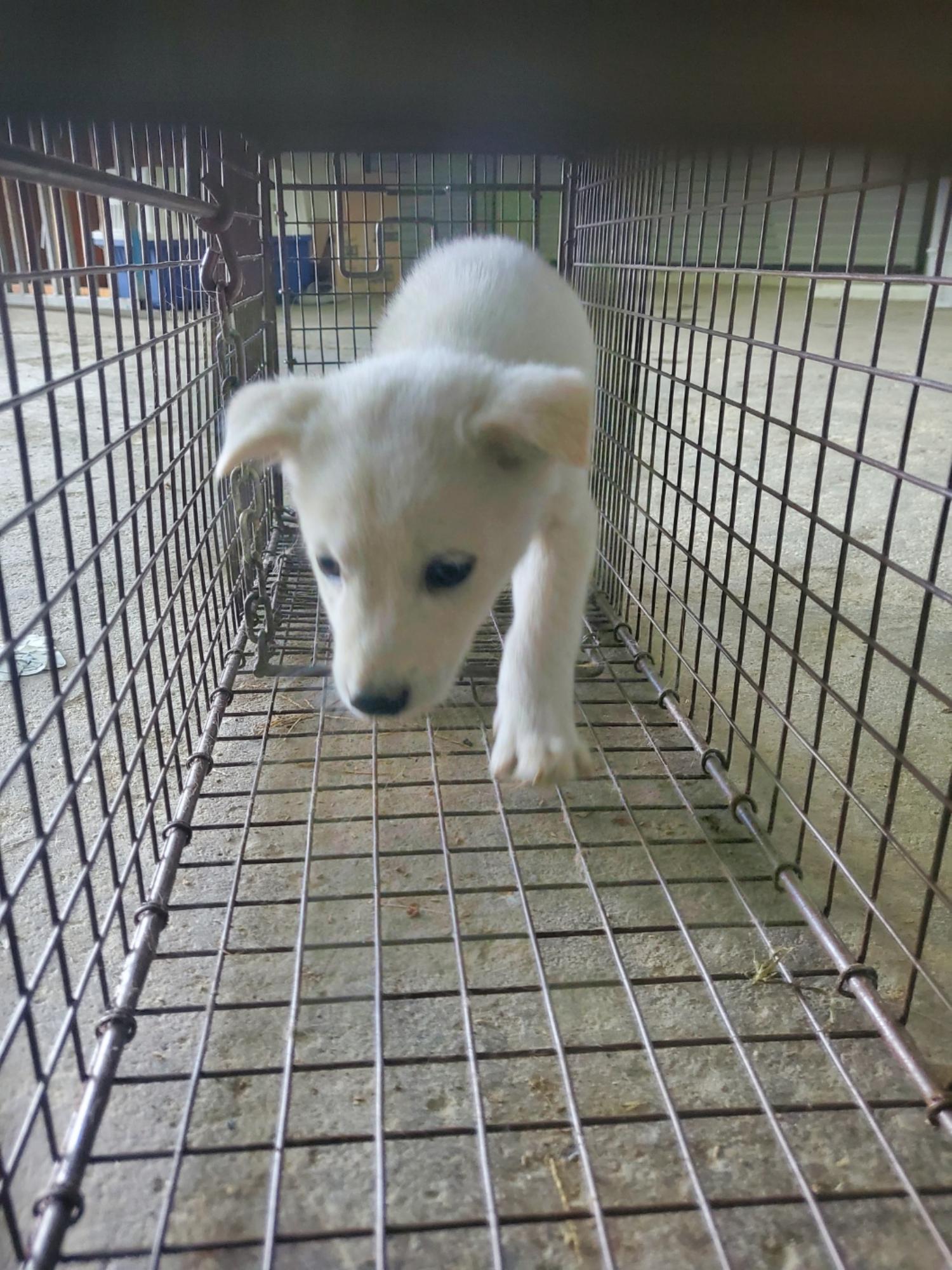 믹스견 이미지 파일 입니다.