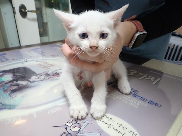 한국 고양이 이미지 파일 입니다.