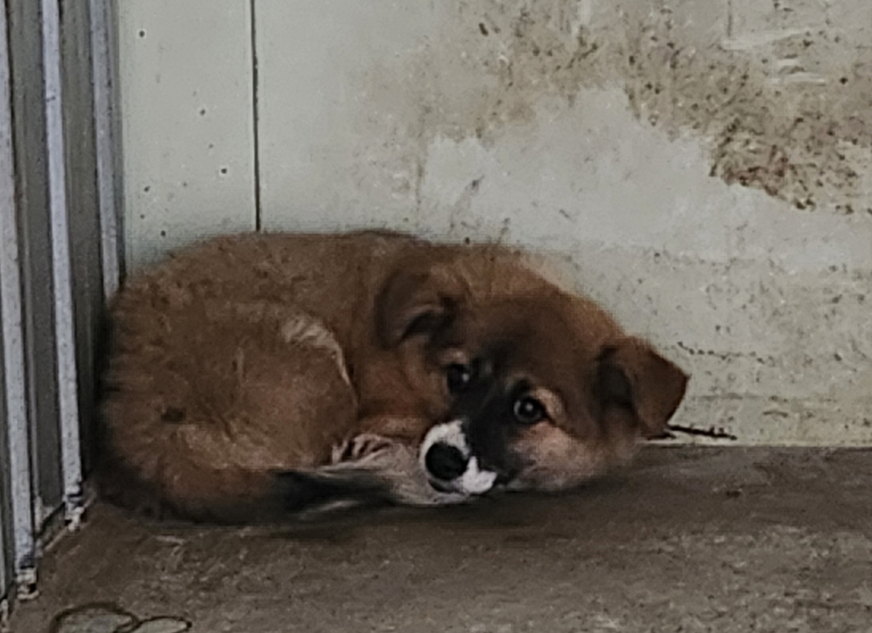 믹스견 이미지 파일 입니다.