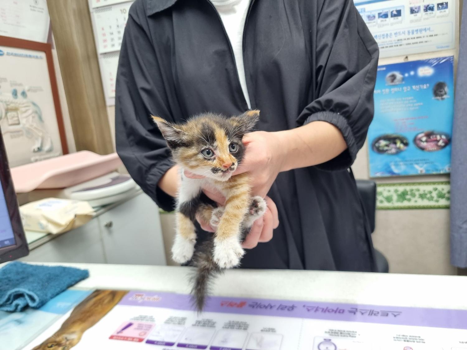 한국 고양이 이미지 파일 입니다.
