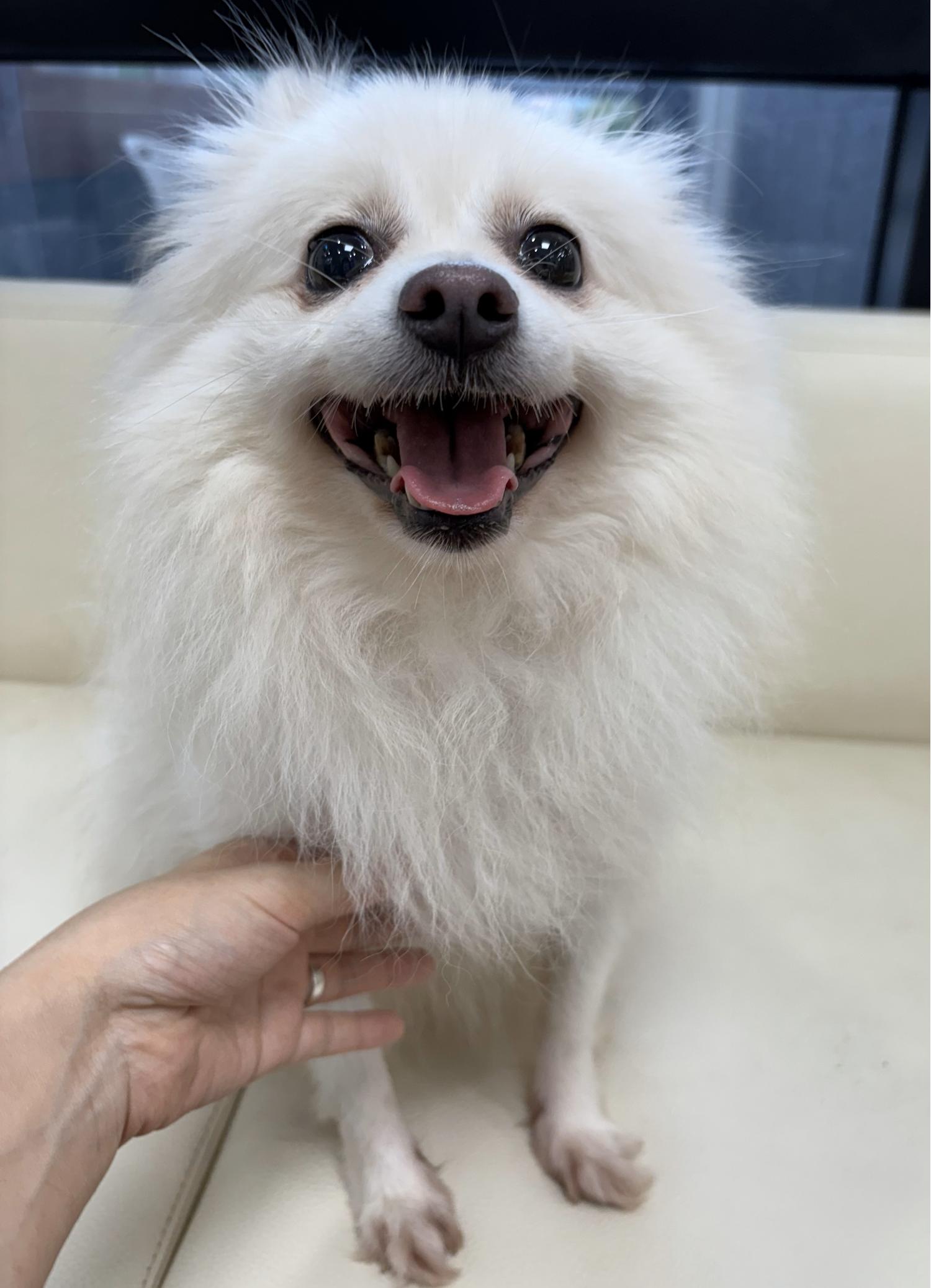 포메라니안 이미지 파일 입니다.