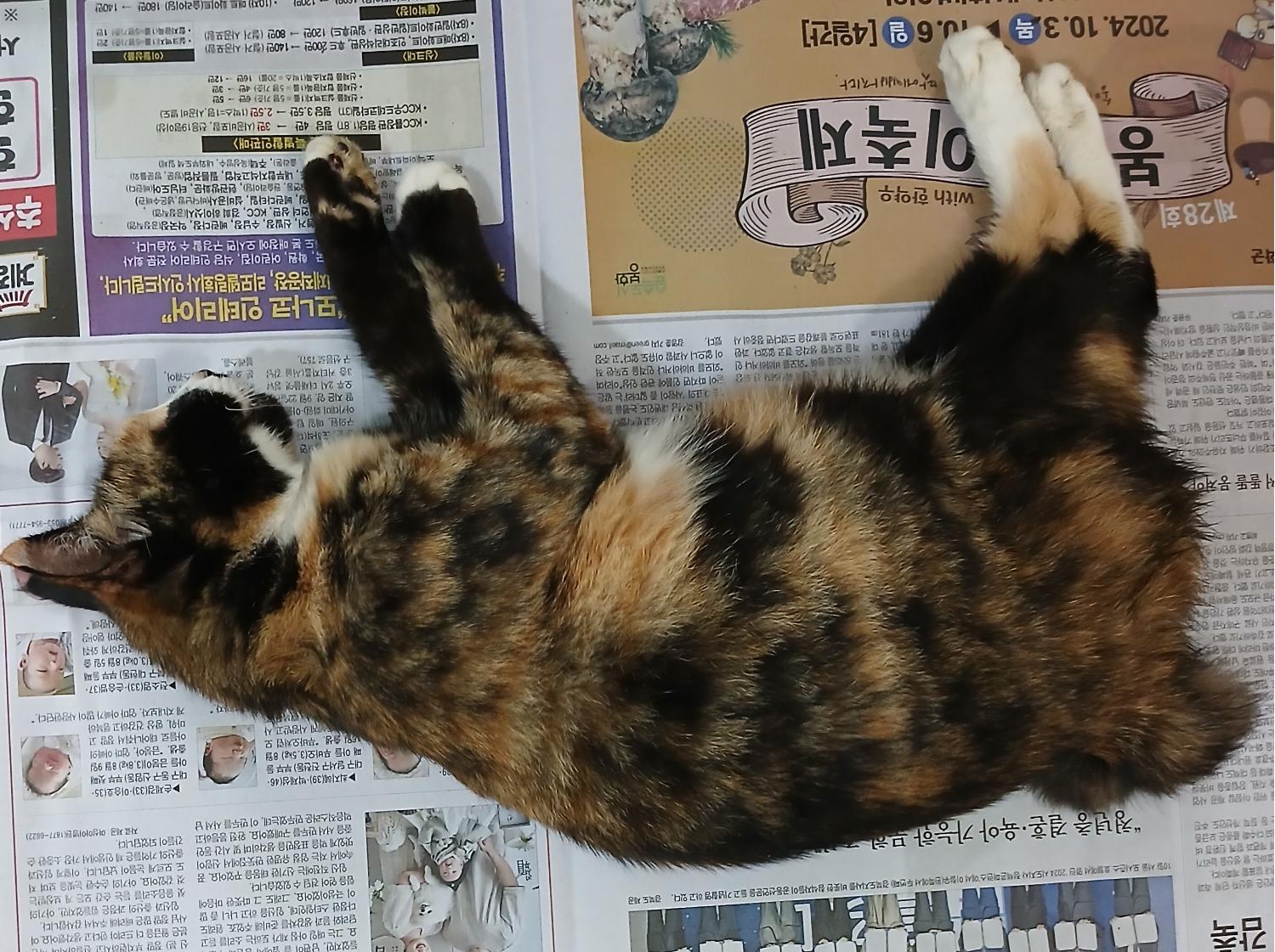 한국 고양이 이미지 파일 입니다.