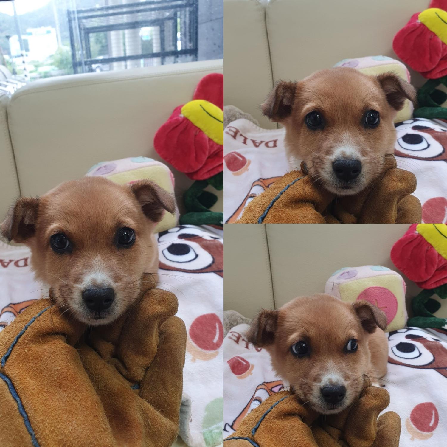믹스견 이미지 파일 입니다.