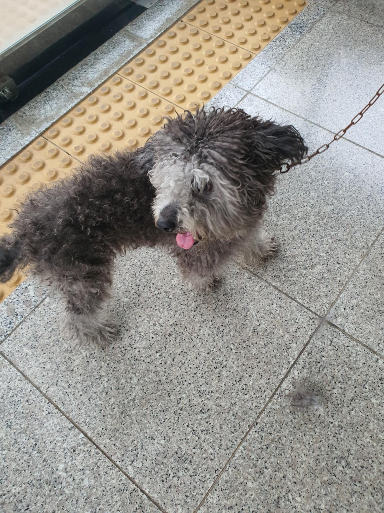 푸들 이미지 파일 입니다.