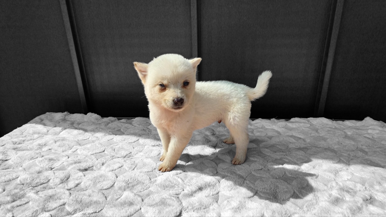 믹스견 이미지 파일 입니다.