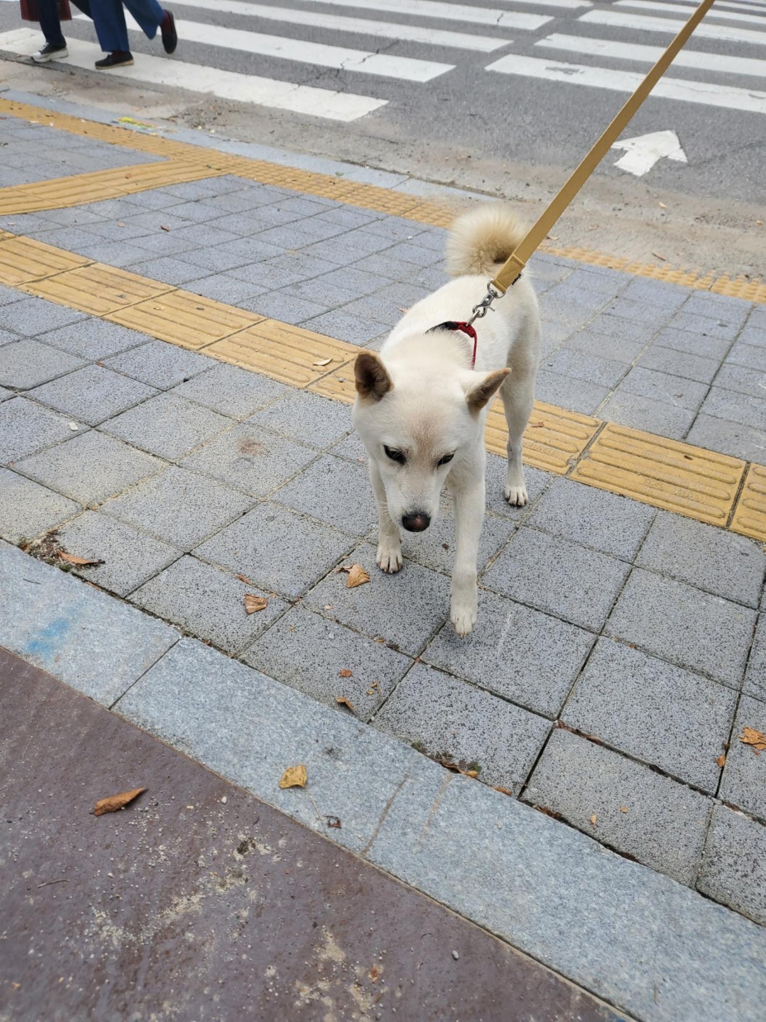 시바 이미지 파일 입니다.