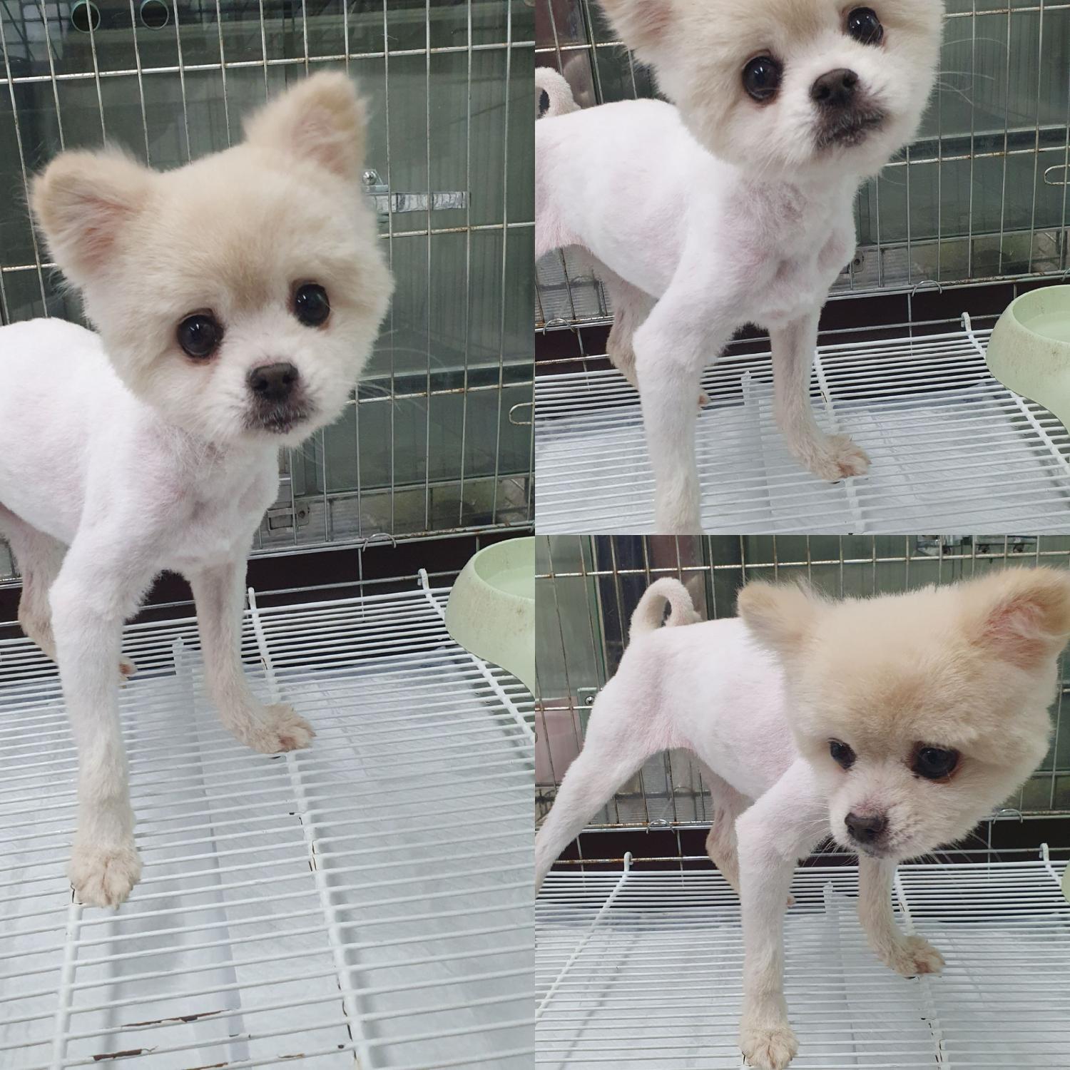 믹스견 이미지 파일 입니다.