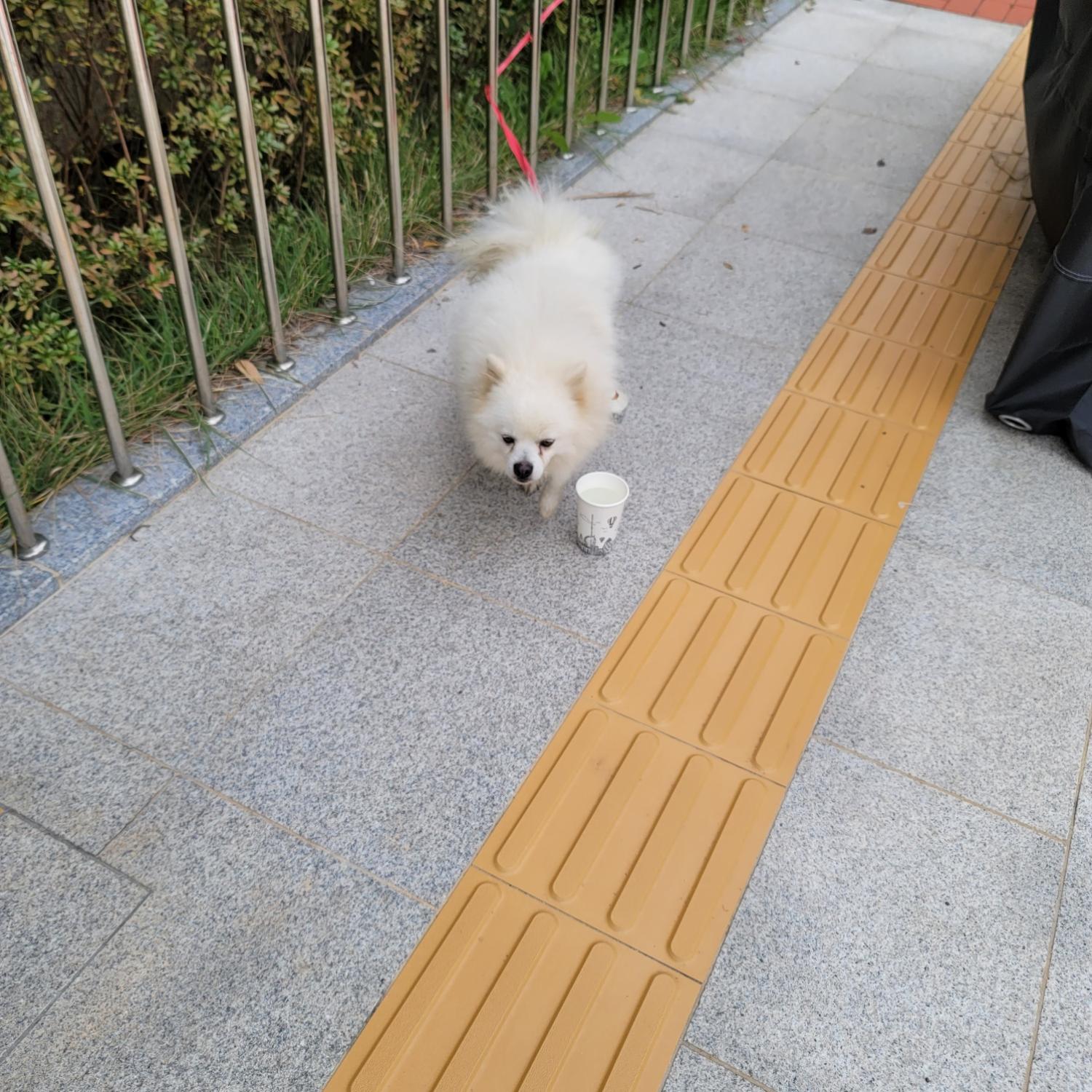 스피츠 이미지 파일 입니다.
