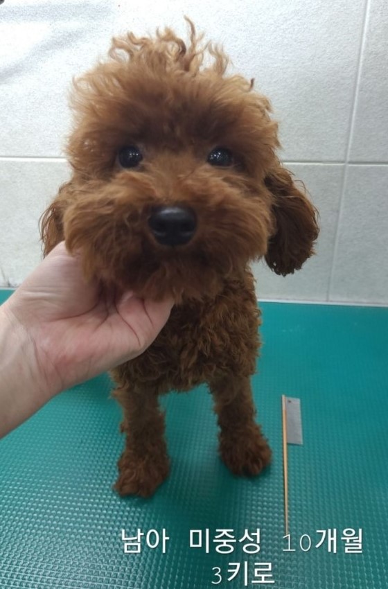 푸들 이미지 파일 입니다.