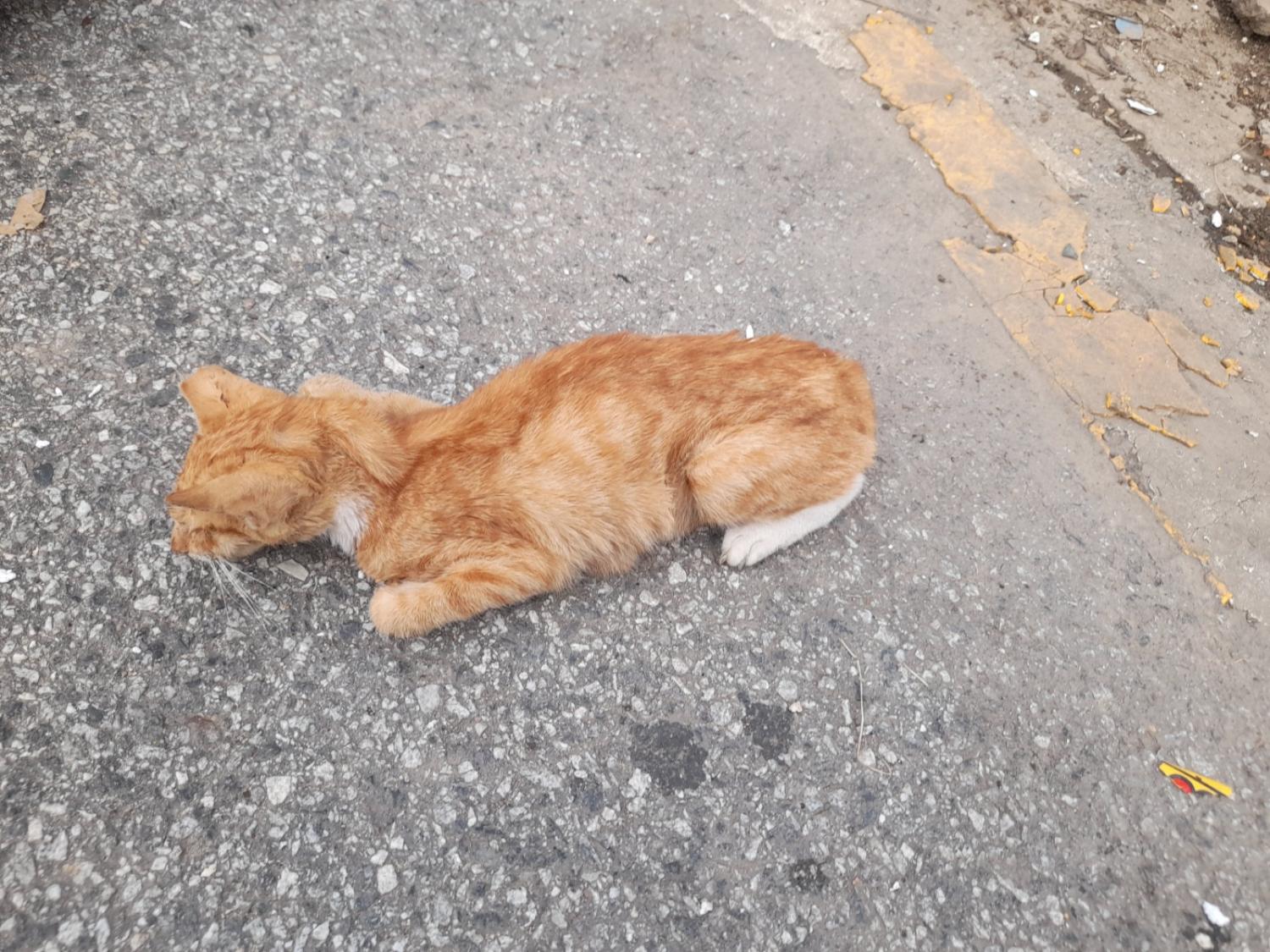 믹스묘 이미지 파일 입니다.