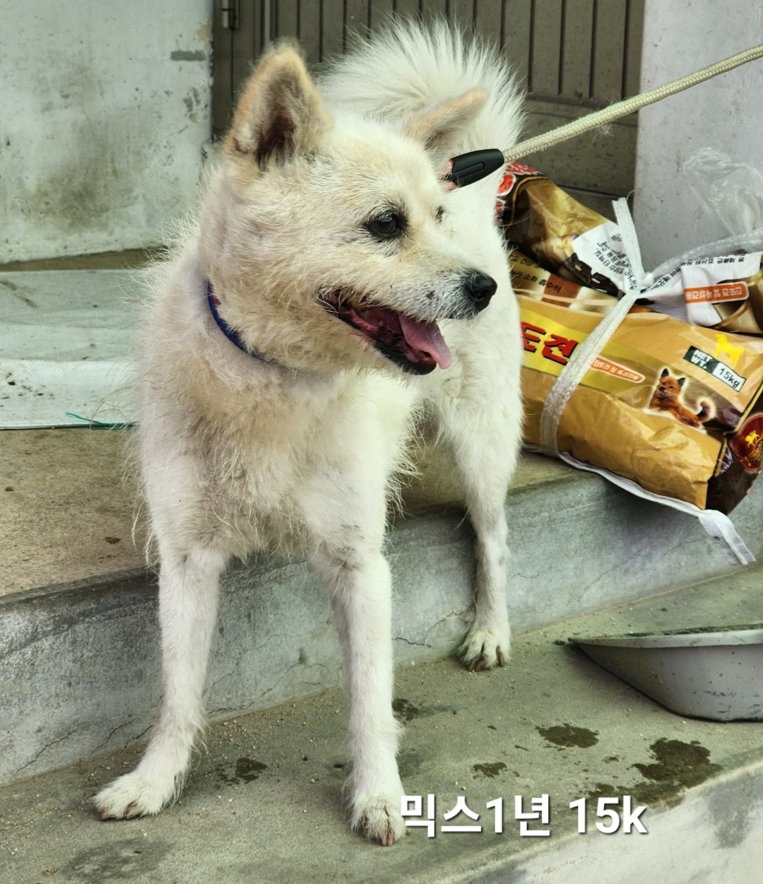 믹스견 이미지 파일 입니다.