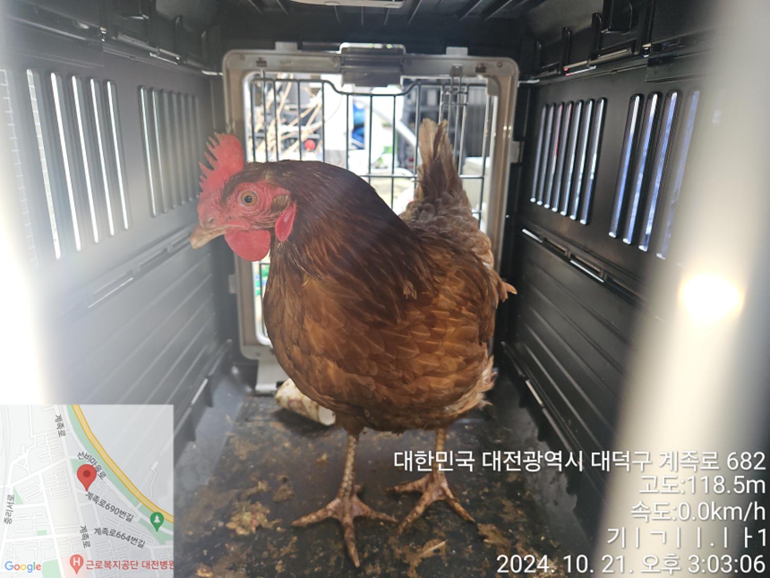[기타축종] 닭 이미지 파일 입니다.