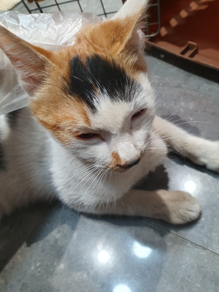 한국 고양이 이미지 파일 입니다.