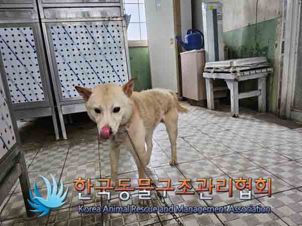 믹스견 이미지 파일 입니다.