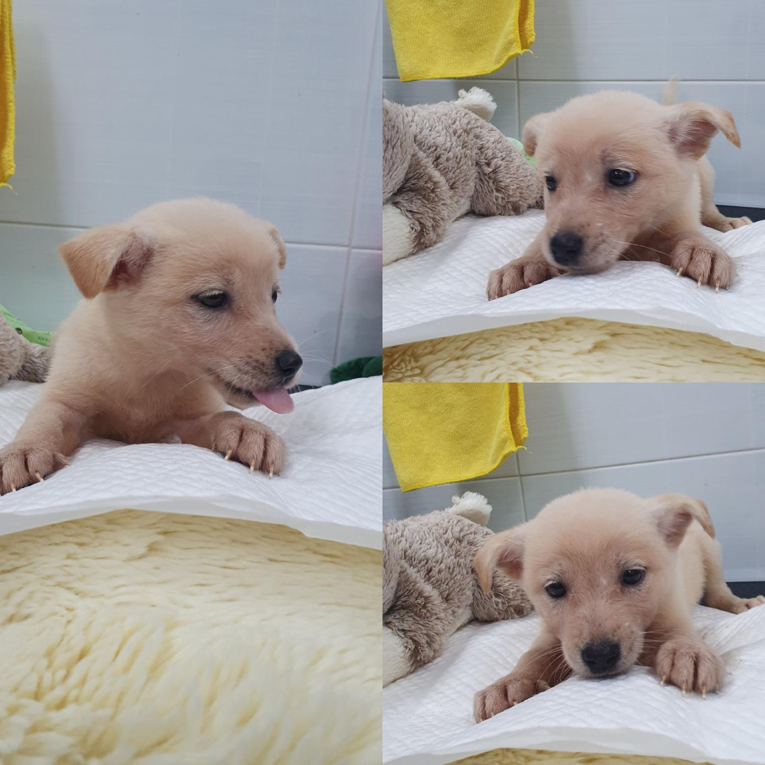 믹스견 이미지 파일 입니다.
