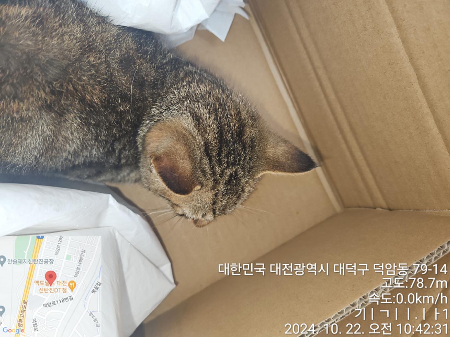 한국 고양이 이미지 파일 입니다.