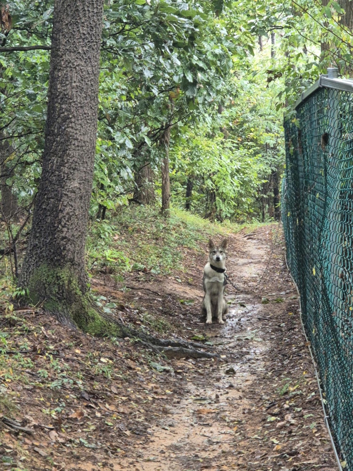 믹스견 이미지 파일 입니다.