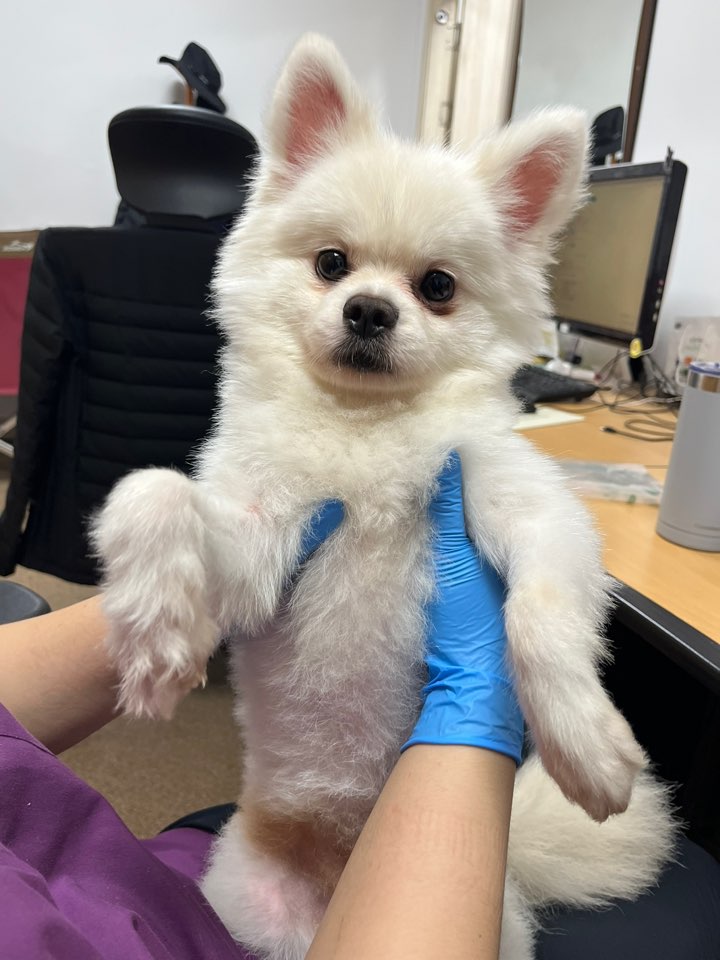 포메라니안 이미지 파일 입니다.