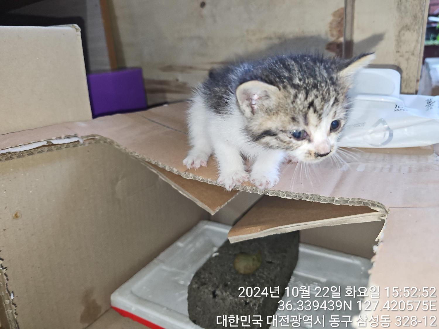 한국 고양이 이미지 파일 입니다.