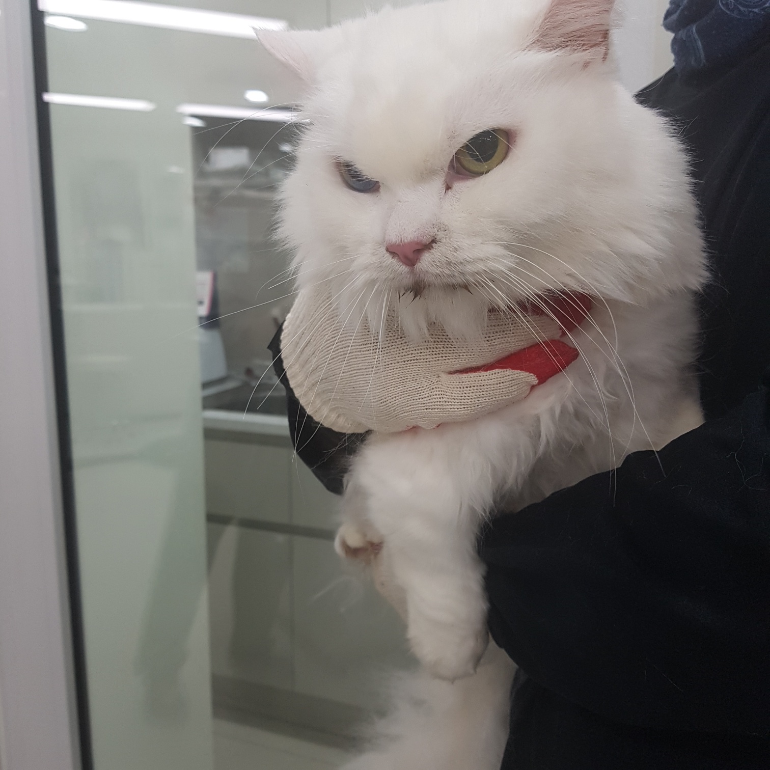 터키시 앙고라 이미지 파일 입니다.