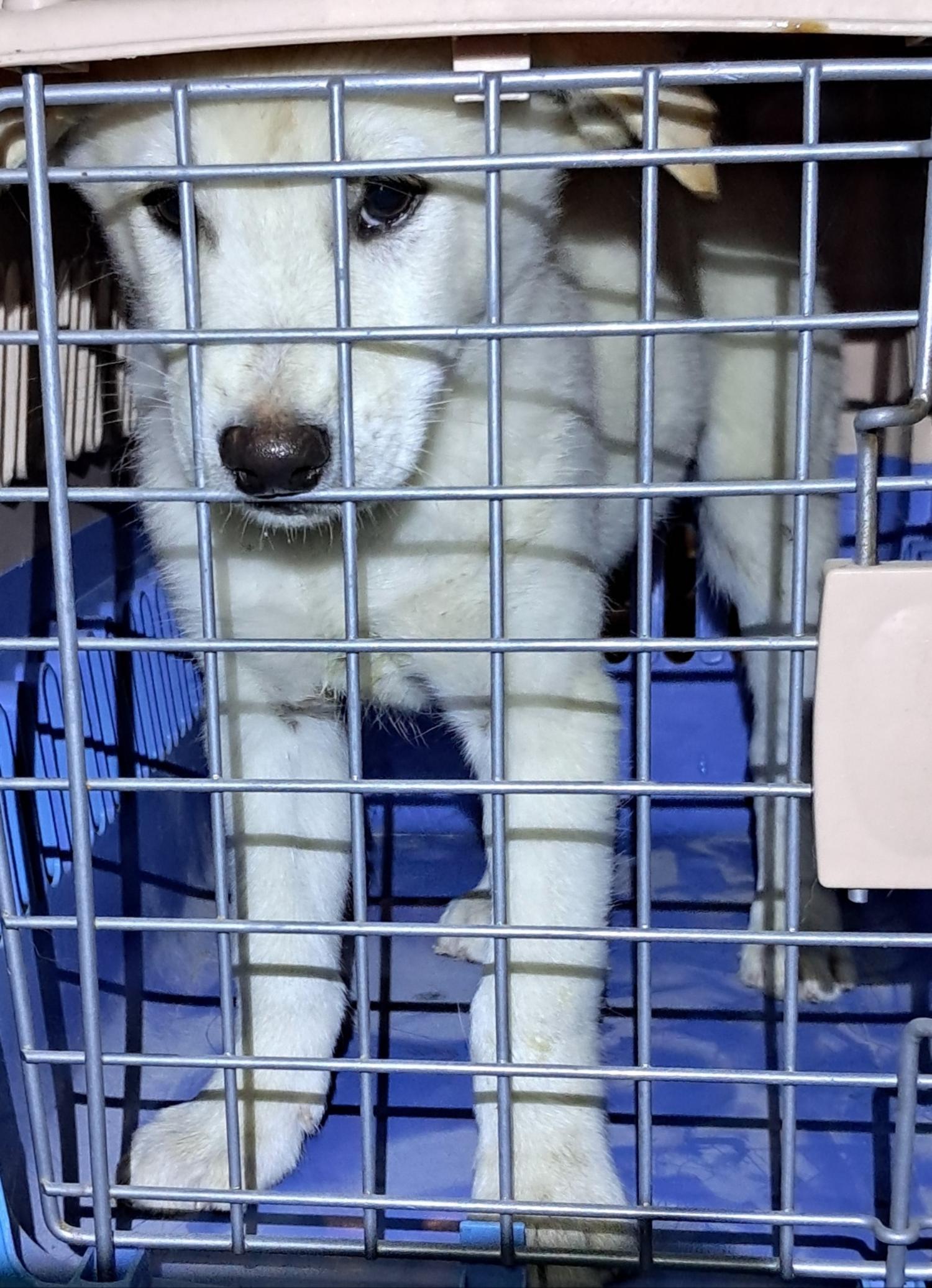 믹스견 이미지 파일 입니다.