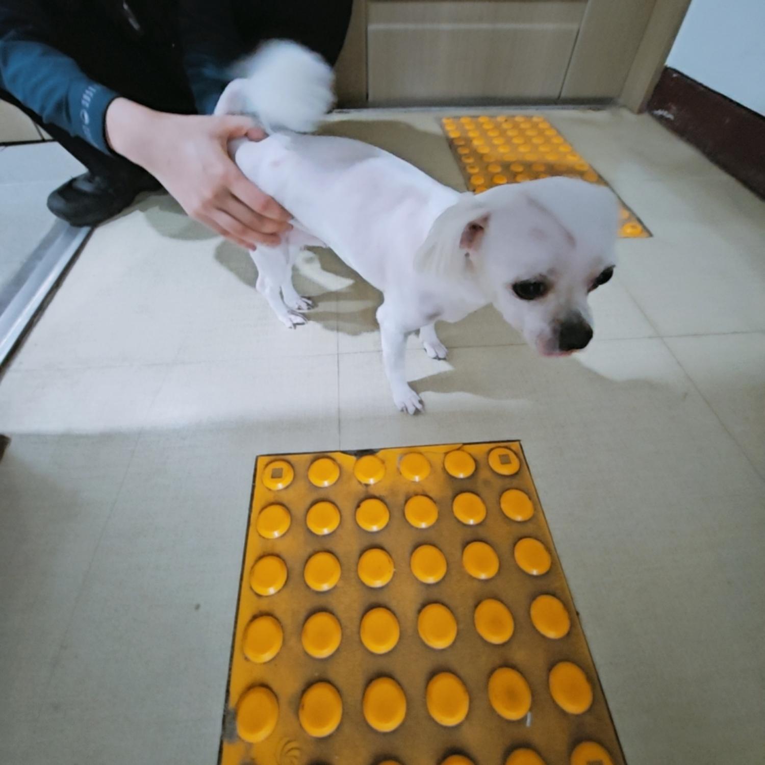 말티즈 이미지 파일 입니다.