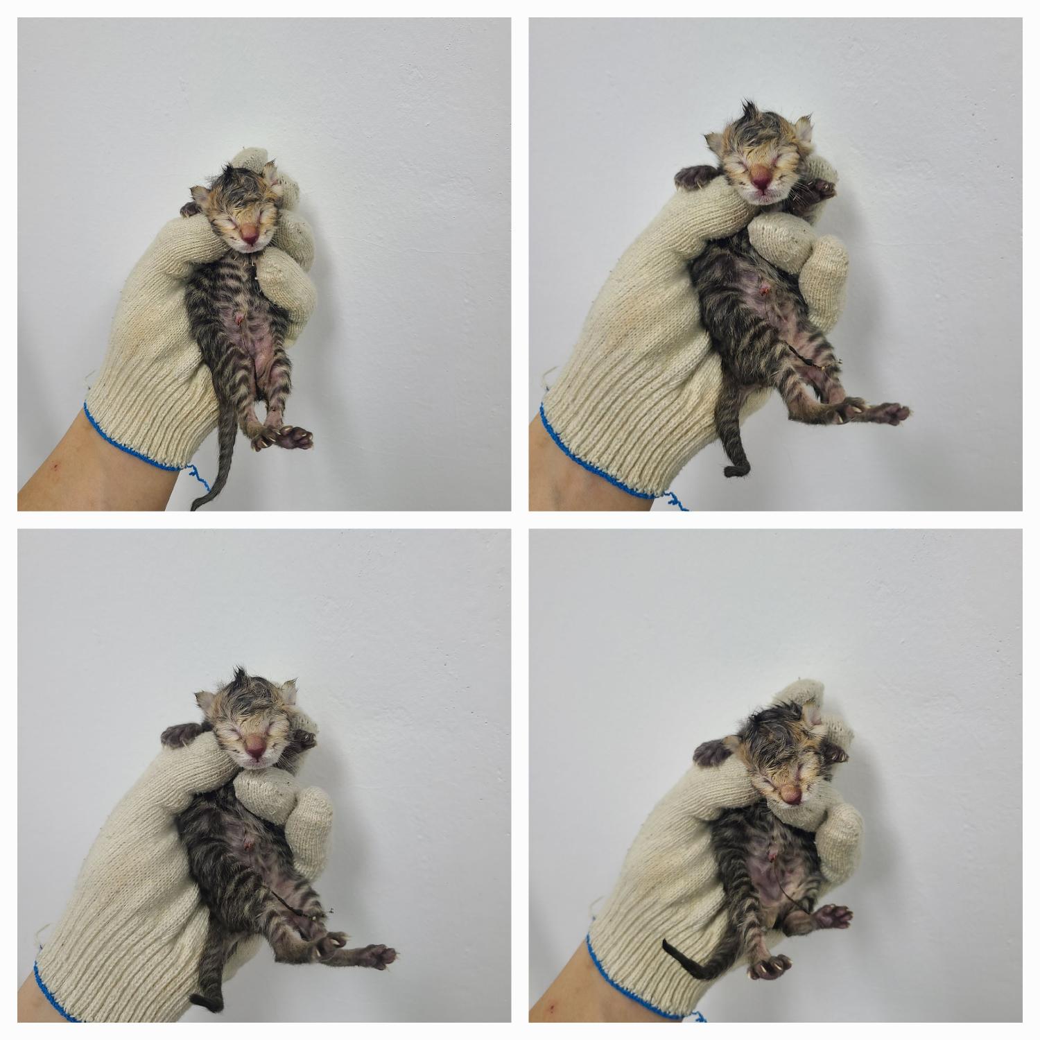 한국 고양이 이미지 파일 입니다.