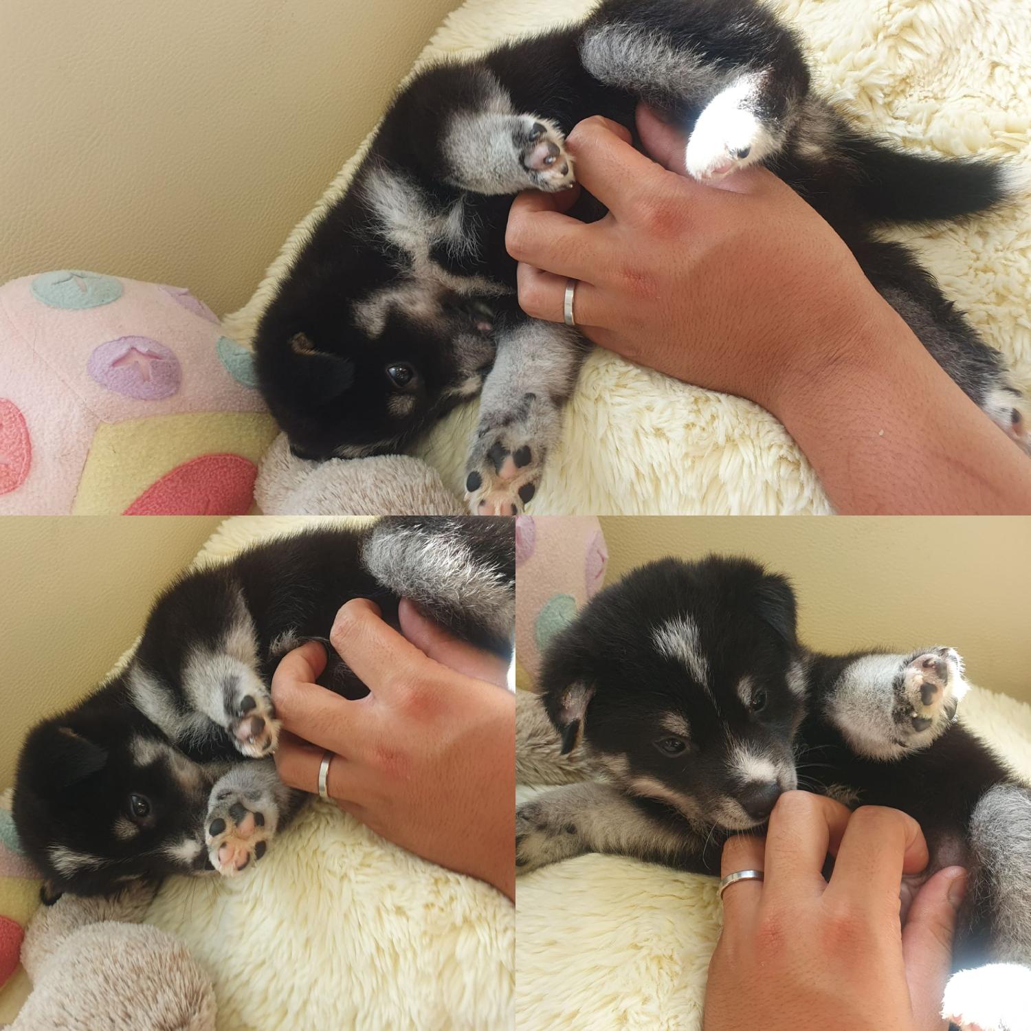 믹스견 이미지 파일 입니다.