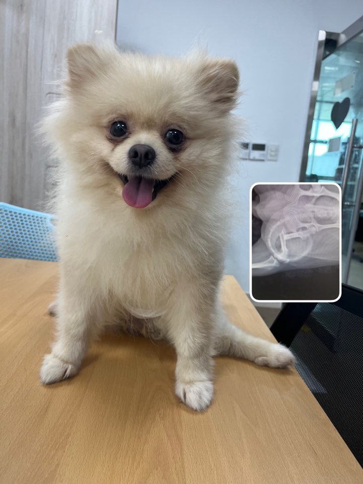 폼피츠 이미지 파일 입니다.