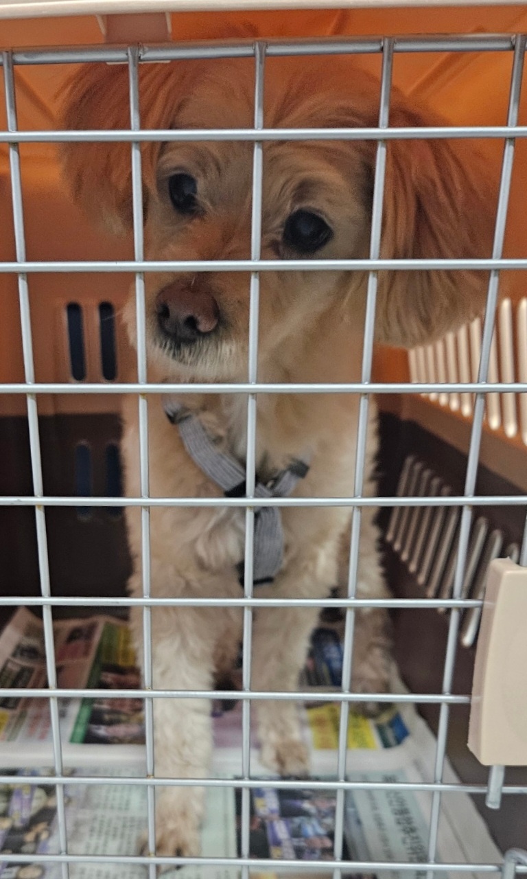믹스견 이미지 파일 입니다.