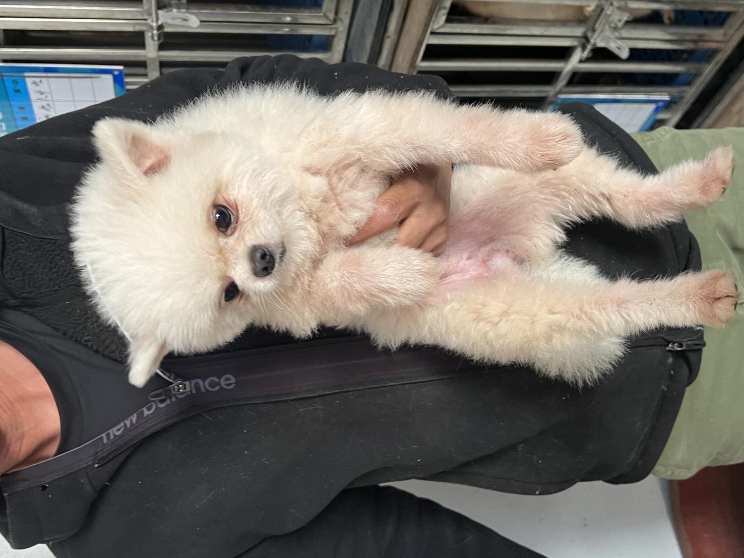 포메라니안 이미지 파일 입니다.