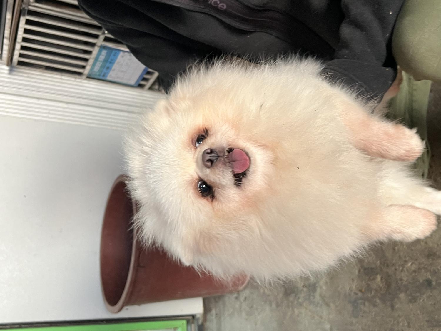 포메라니안 이미지 파일 입니다.