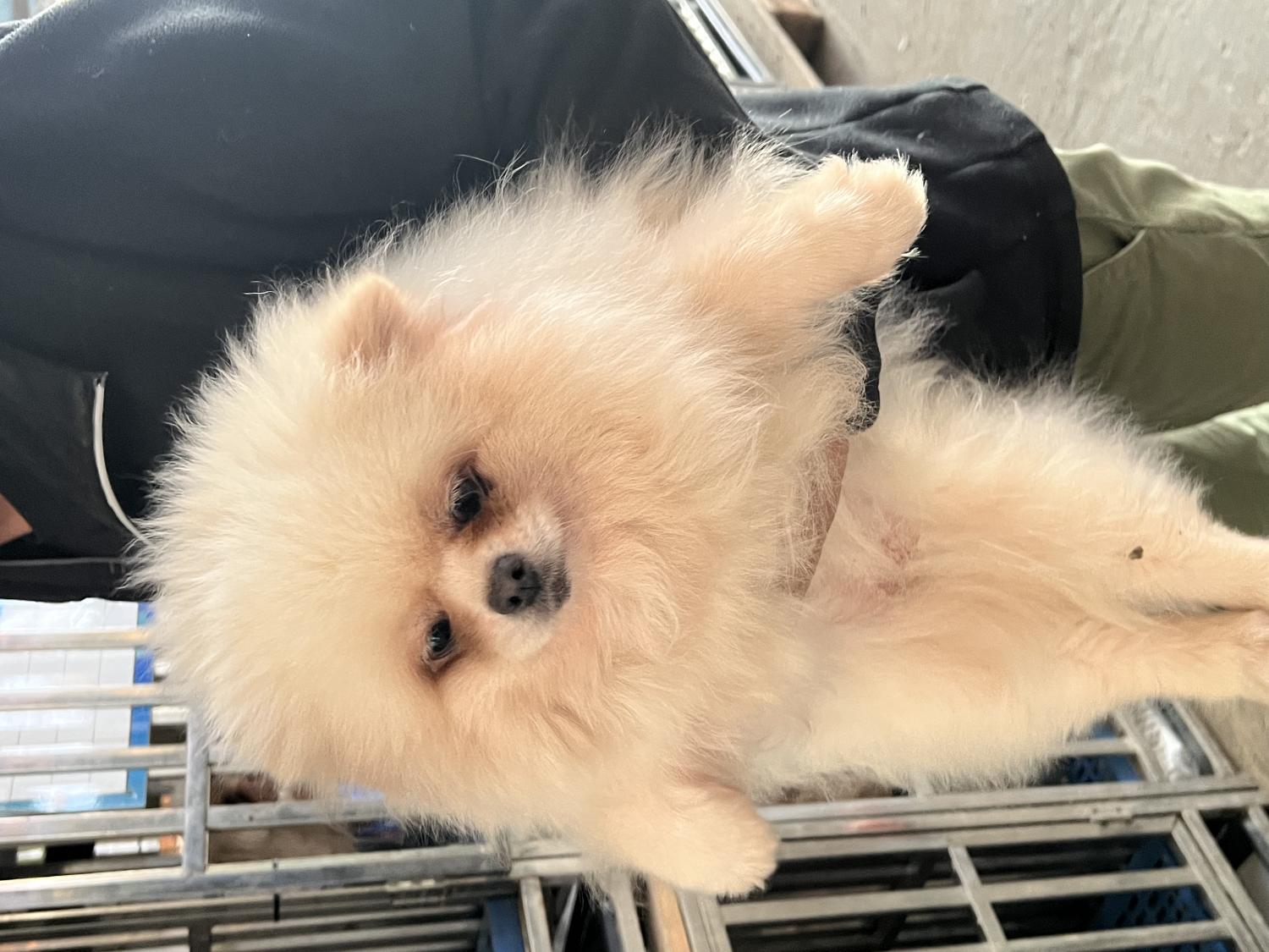 포메라니안 이미지 파일 입니다.