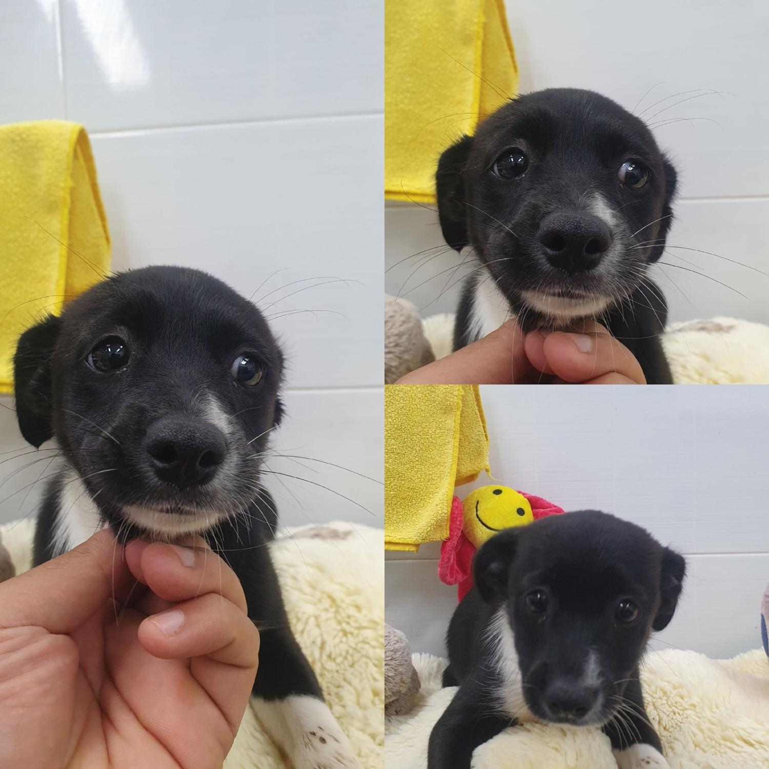 믹스견 이미지 파일 입니다.