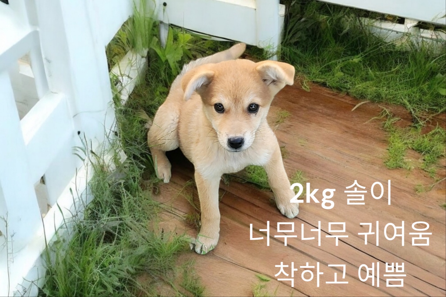 시바견믹스인듯 이미지 파일 입니다.
