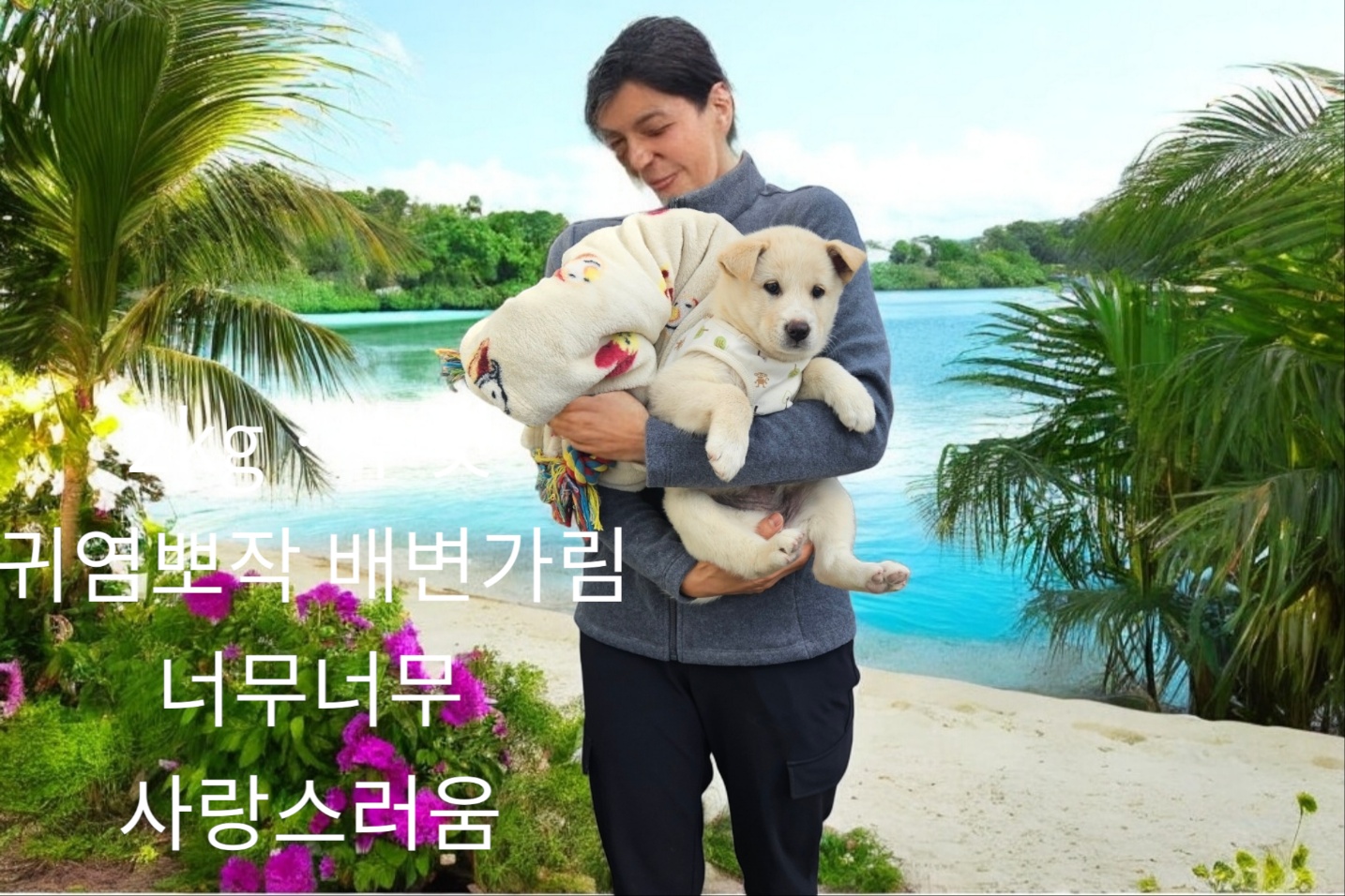 진도견 이미지 파일 입니다.