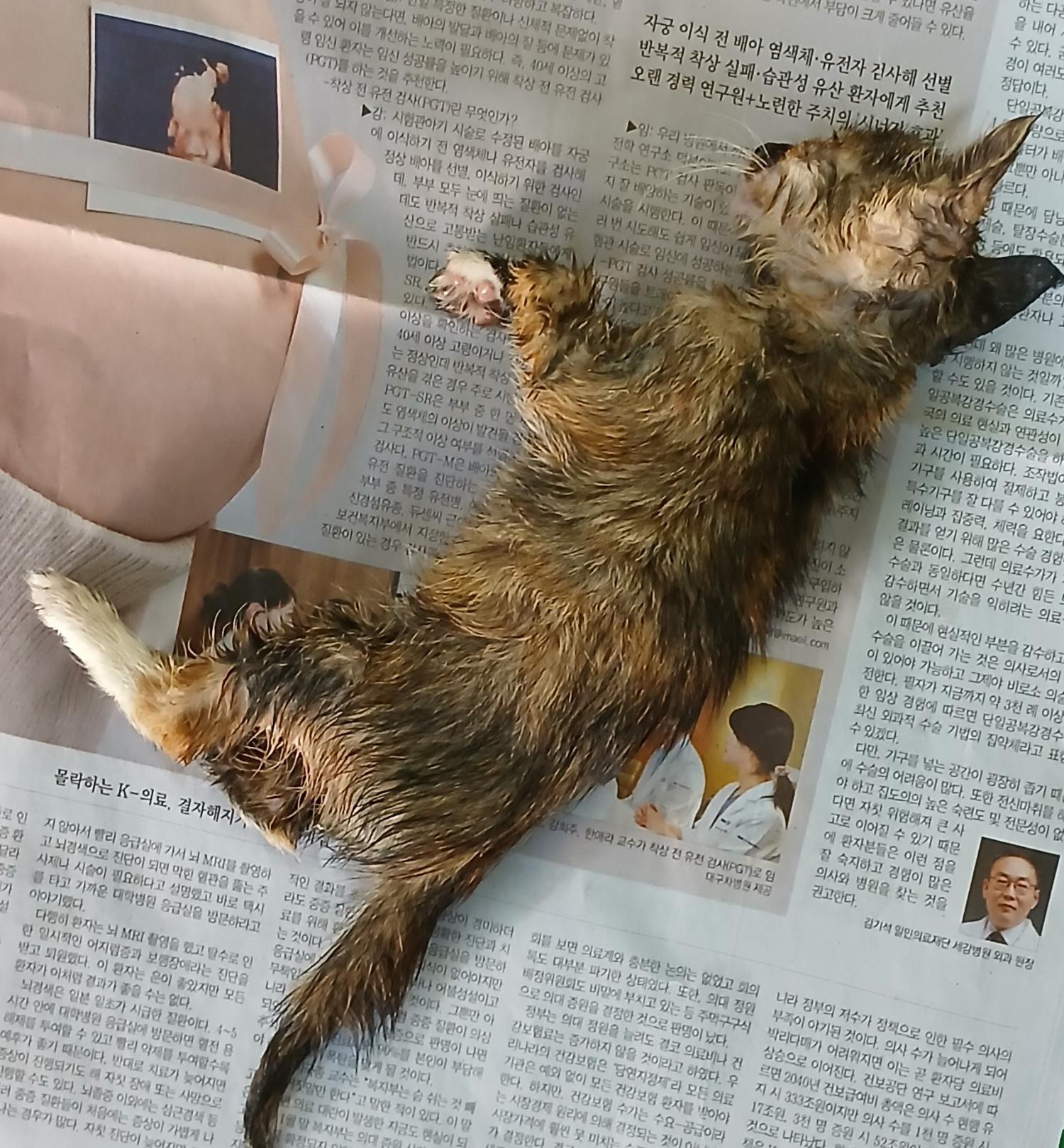 한국 고양이 이미지 파일 입니다.