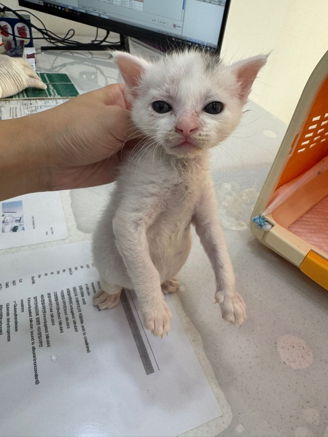 한국 고양이 이미지 파일 입니다.