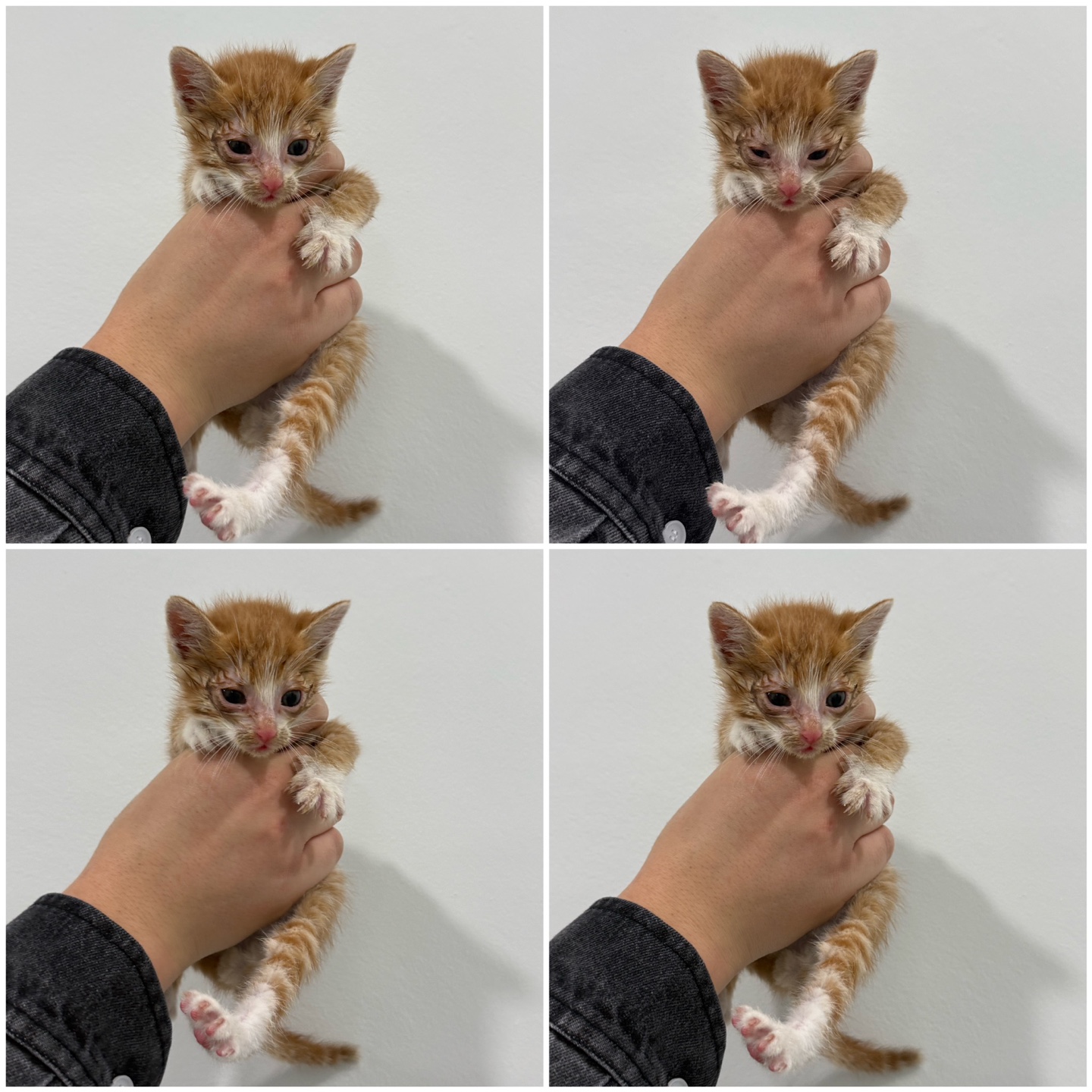 한국 고양이 이미지 파일 입니다.