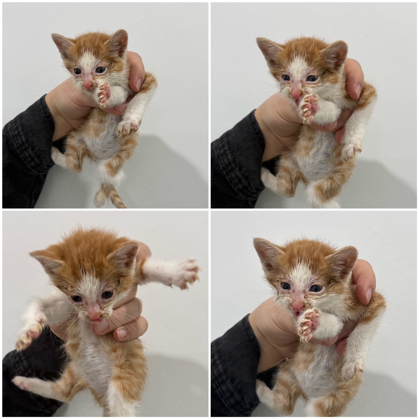 한국 고양이 이미지 파일 입니다.
