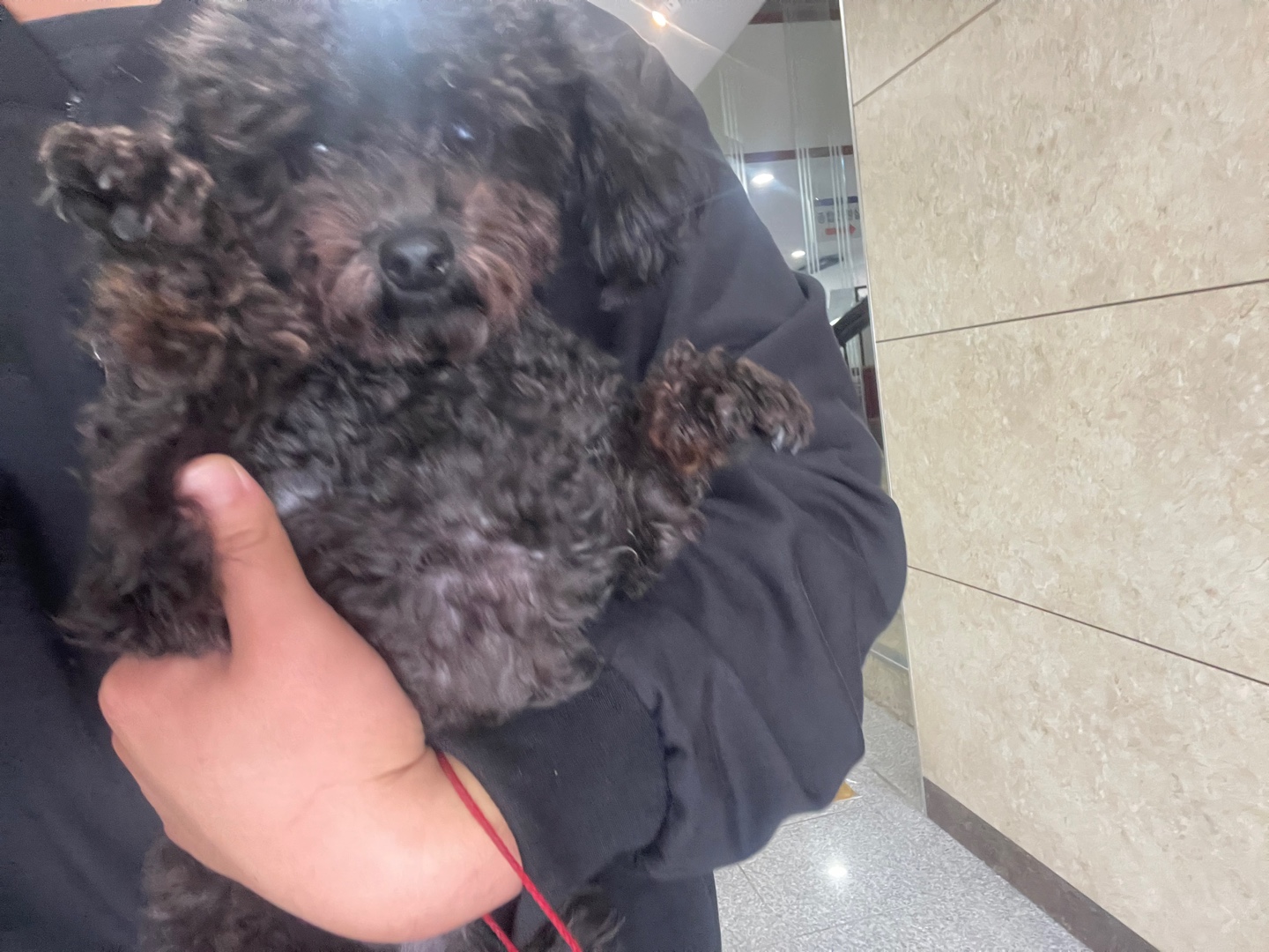 푸들 이미지 파일 입니다.