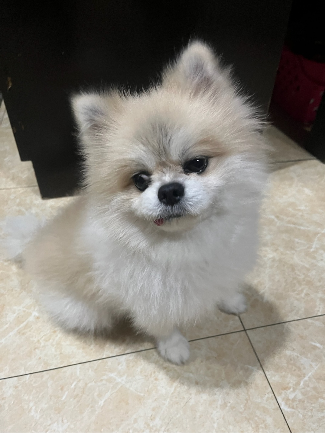 포메라니안 이미지 파일 입니다.