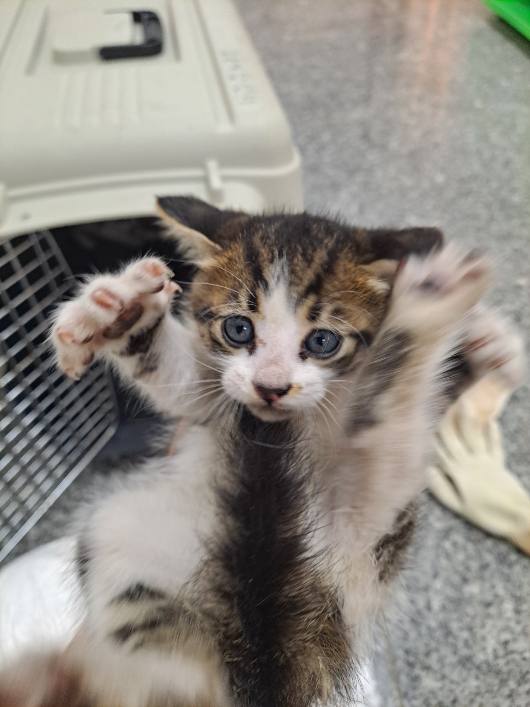 한국 고양이 이미지 파일 입니다.