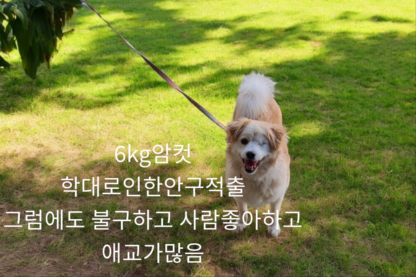 웰시코기 믹스견인듯 이미지 파일 입니다.