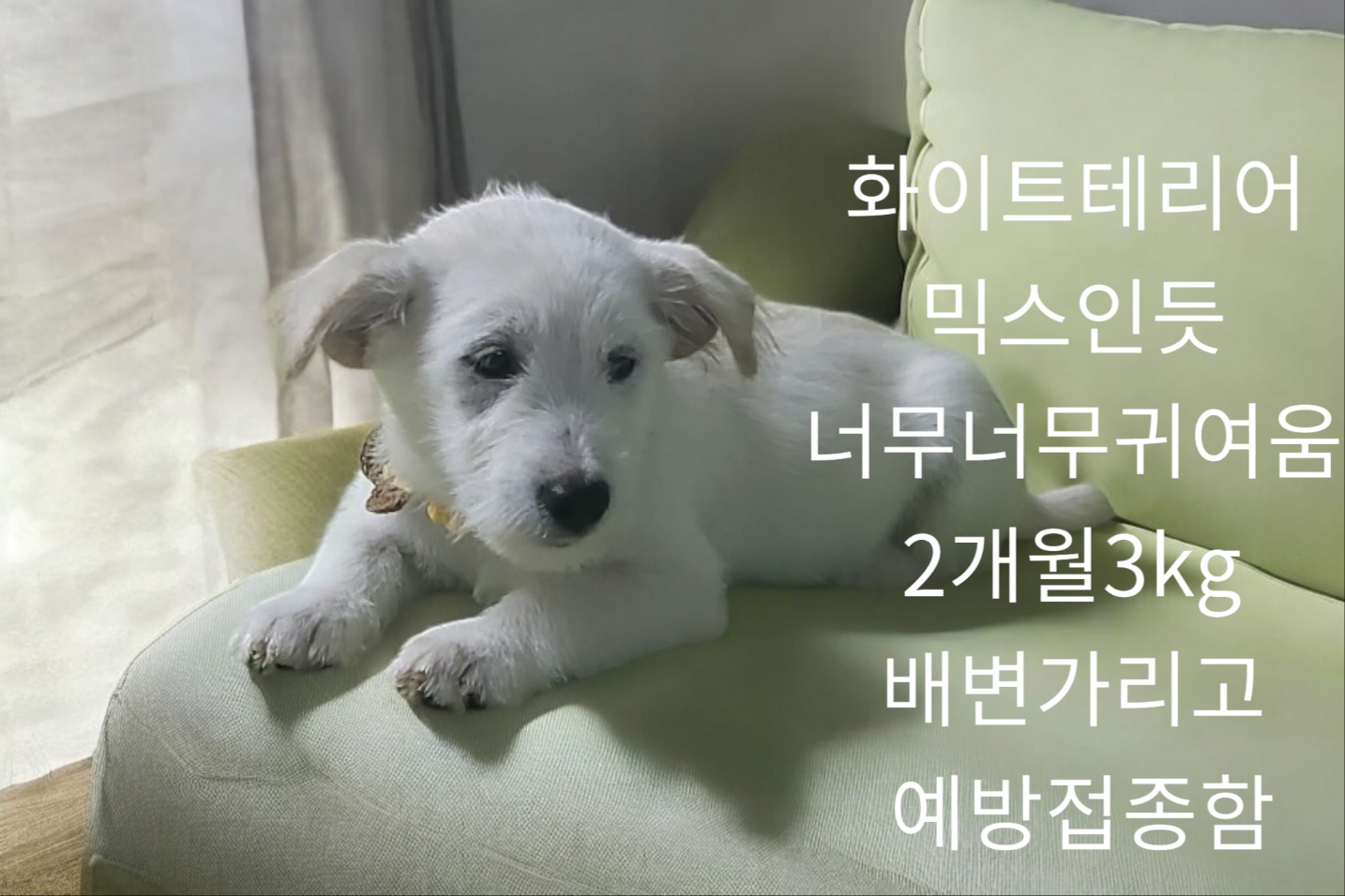 화이트테리어믹스인듯 이미지 파일 입니다.