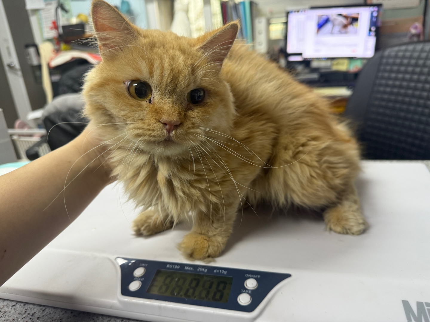 한국 고양이 이미지 파일 입니다.