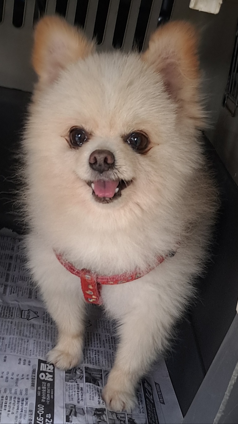 포메라니안 이미지 파일 입니다.