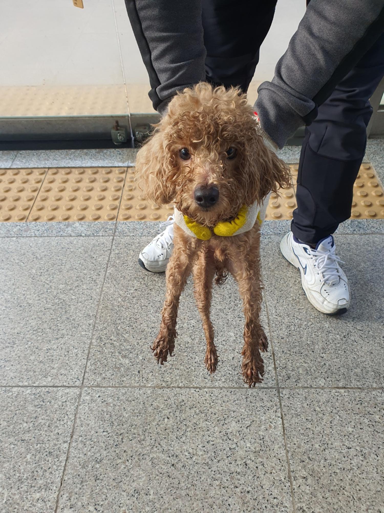 푸들 이미지 파일 입니다.
